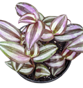 Wandering Jew